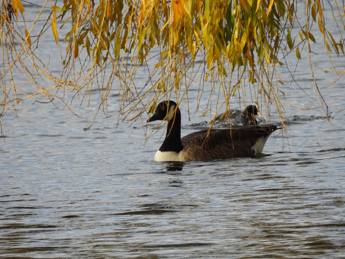 Kanadagans - ML646759942