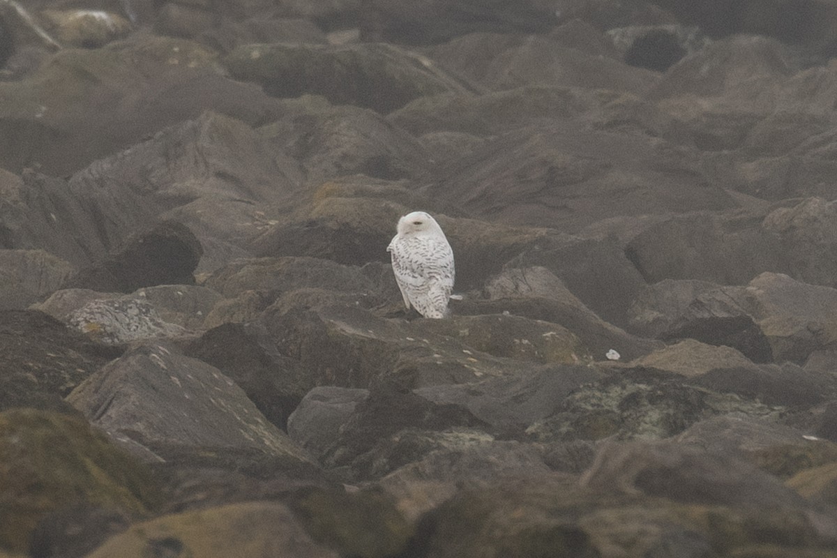Snowy Owl - ML646759943