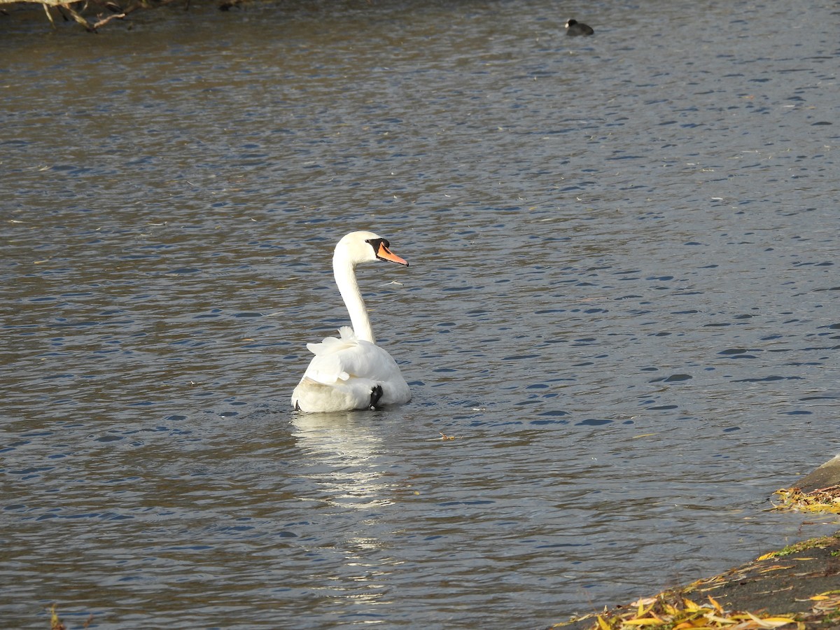 Höckerschwan - ML646759944