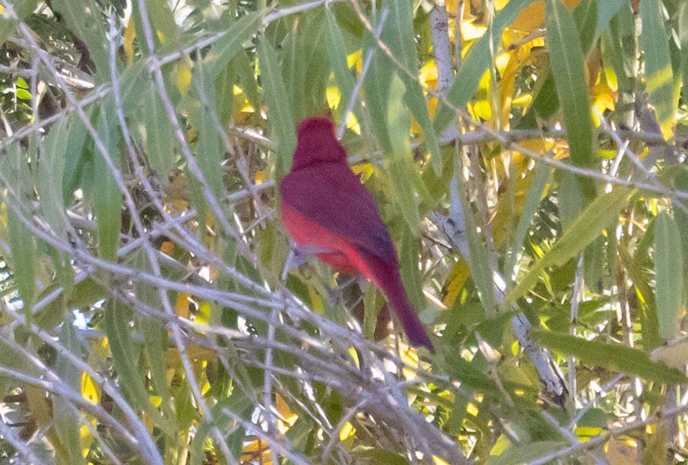 Summer Tanager - ML646759947