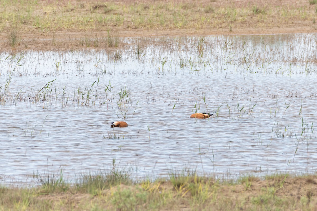 Tarro Canelo - ML646759948