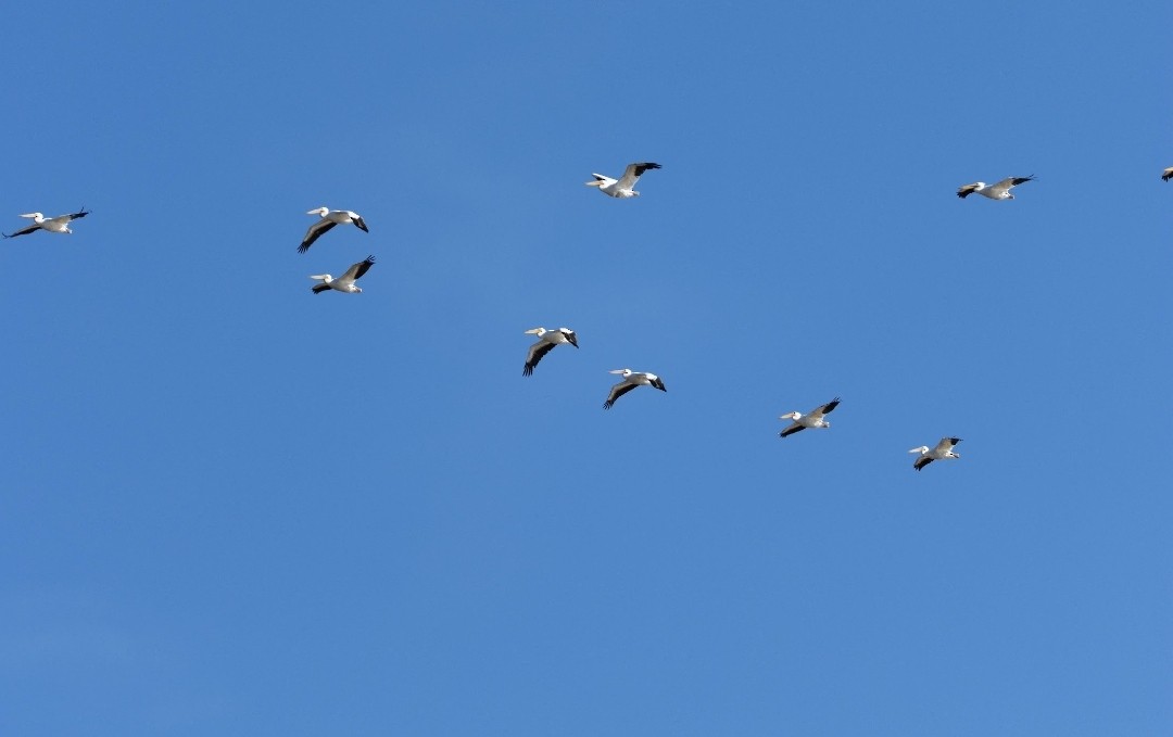 Amerika Pelikanı - ML646759949