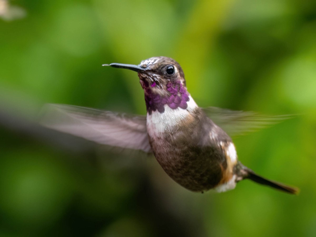 Purple-throated Woodstar - ML646759950