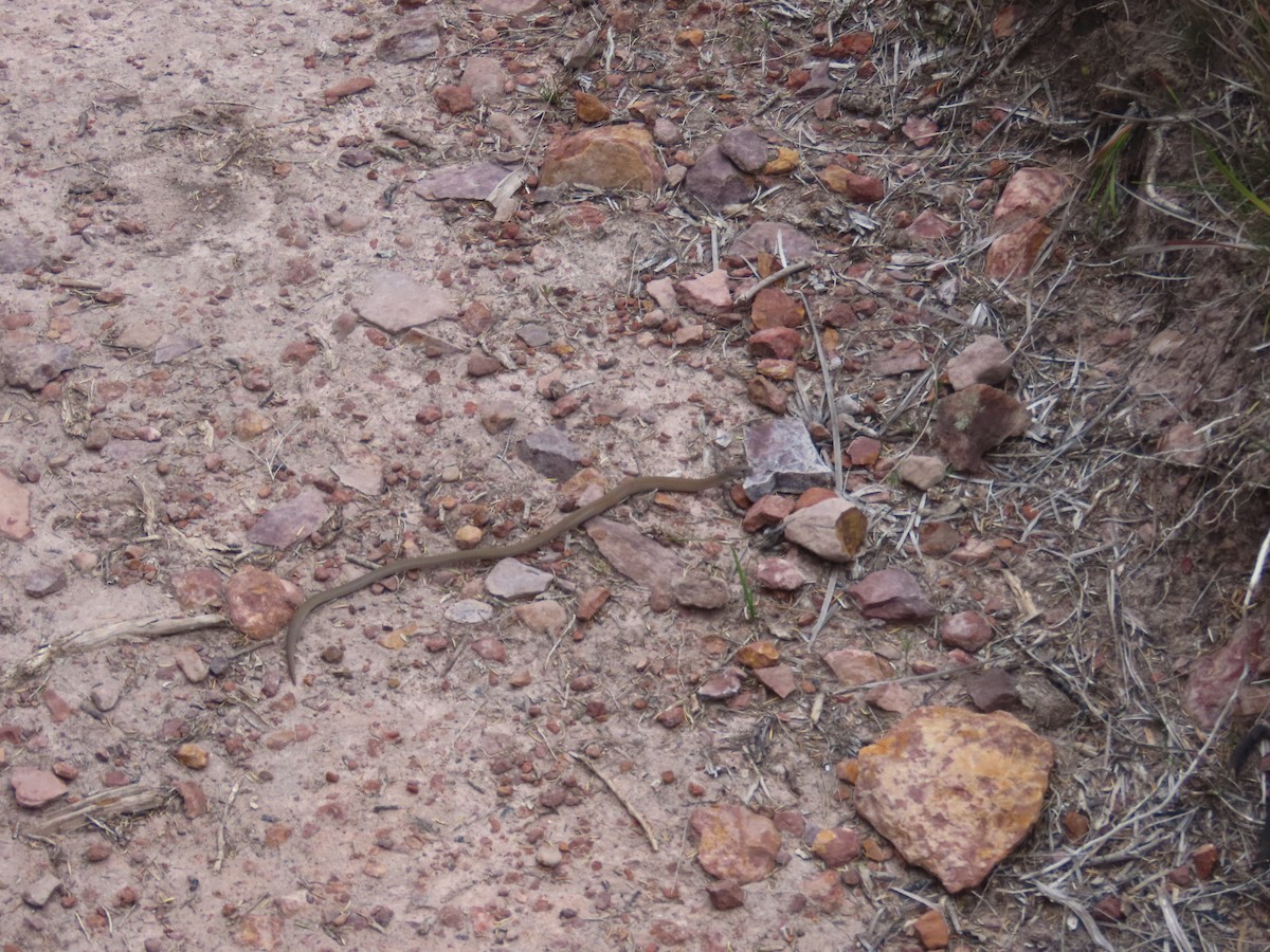 Common Scaly-foot - ML646759951