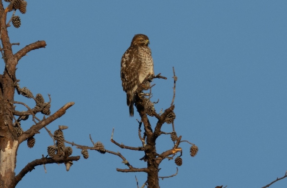 Красноплечий канюк - ML646759952