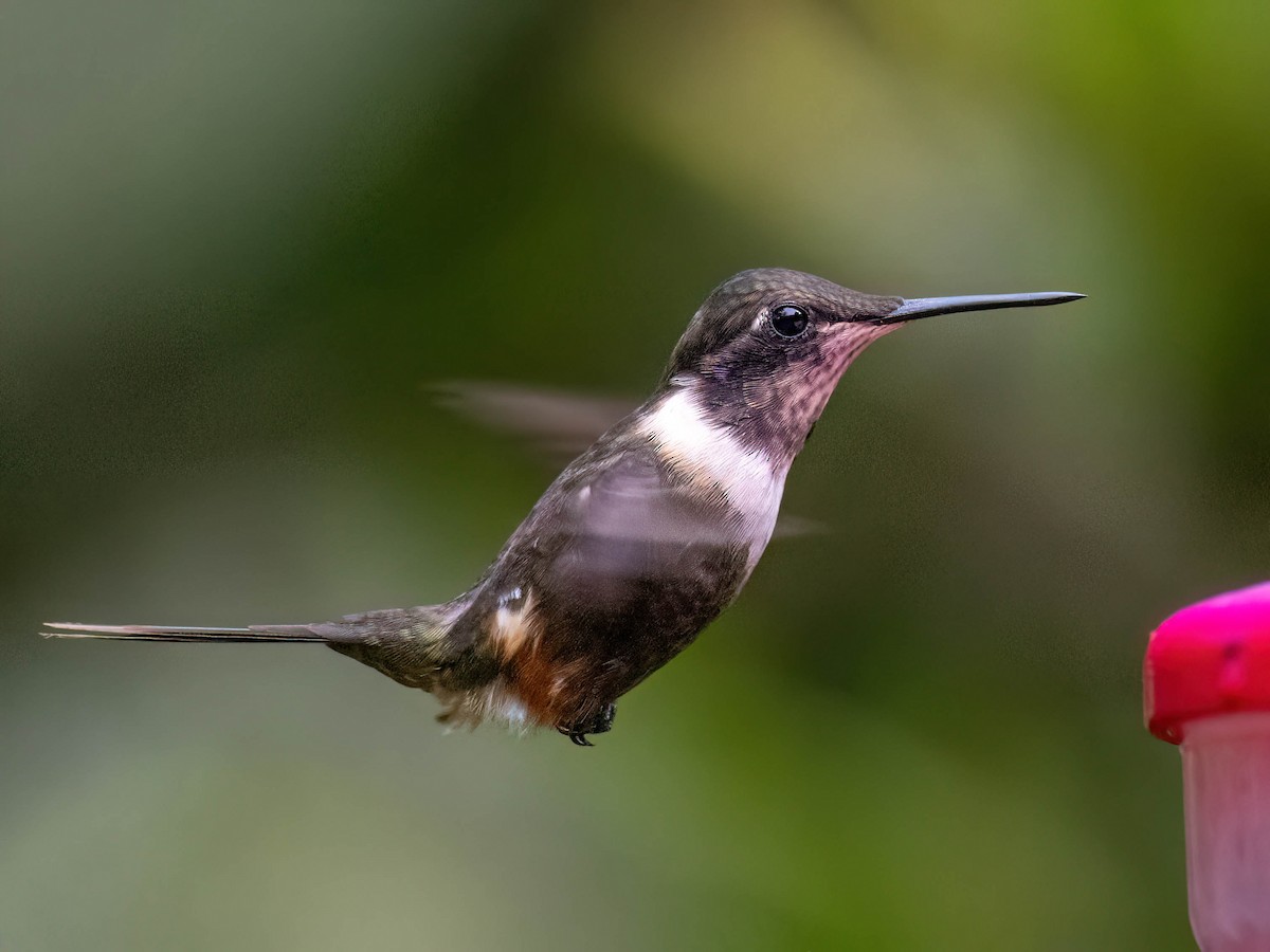 Purple-throated Woodstar - ML646759953