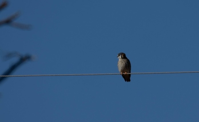 Воробьиная пустельга - ML646759955