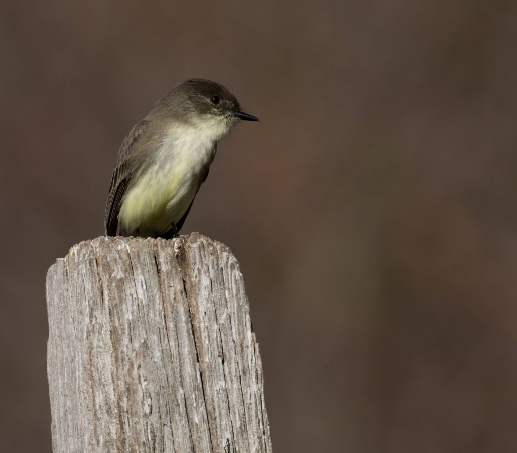 Светлобрюхий фиби - ML646759958
