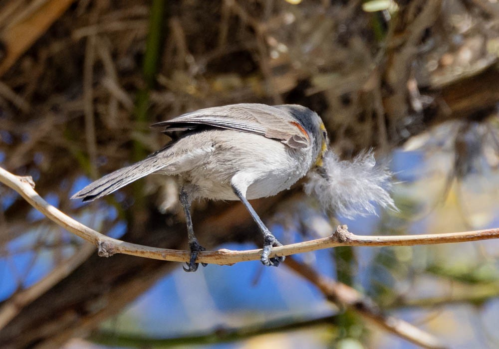 moudivláček žlutohlavý - ML646759960