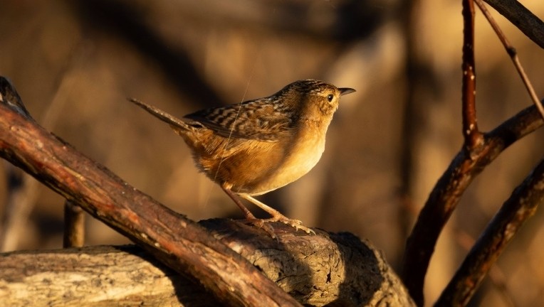 Cucarachero Culibarrado - ML646759962