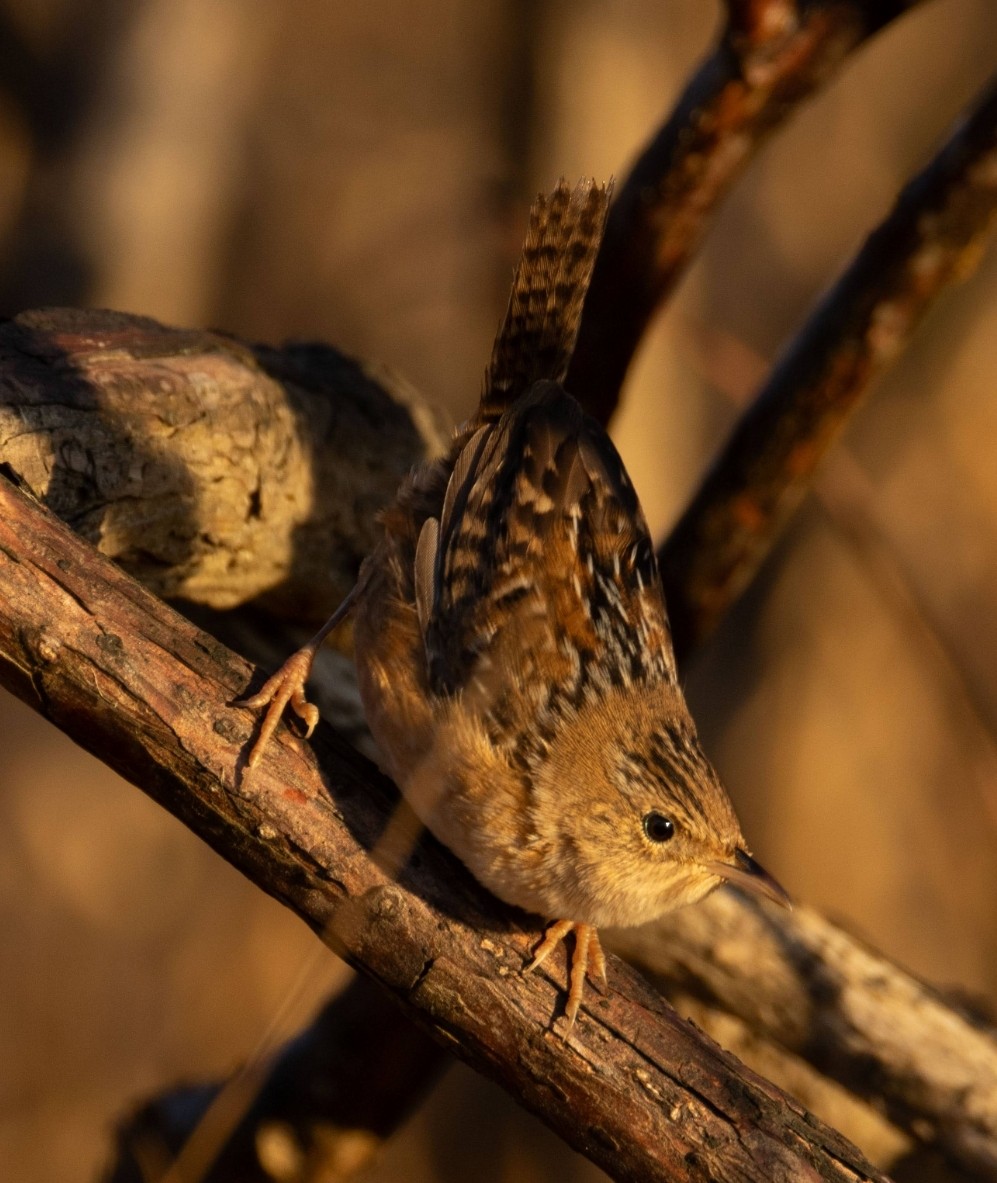 Cucarachero Culibarrado - ML646759963