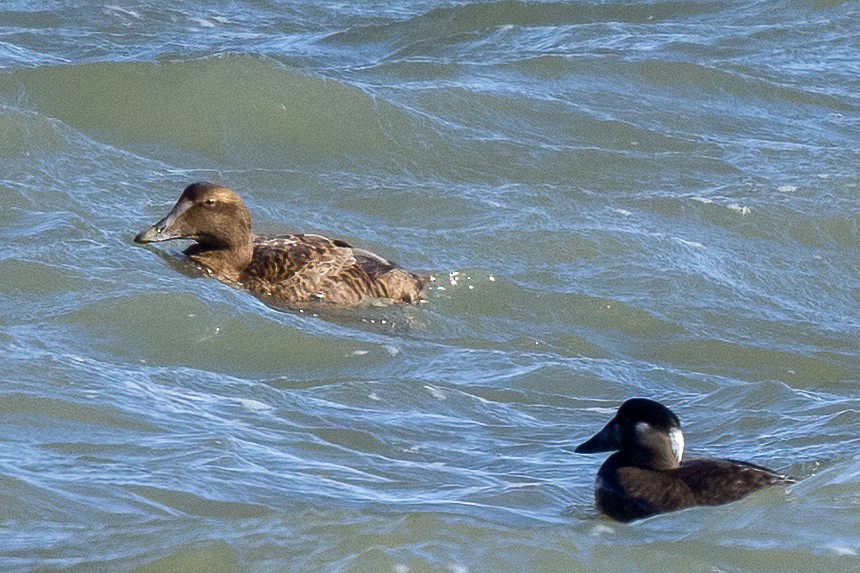 Common Eider - ML646759964