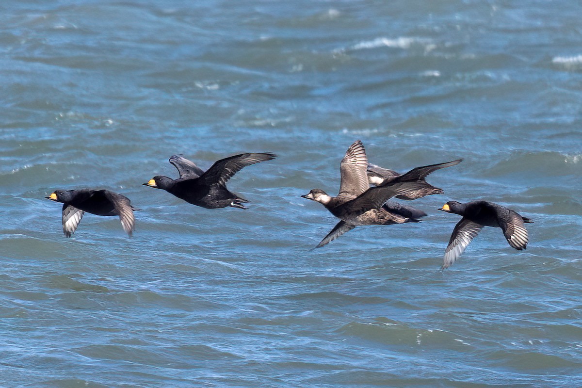Black Scoter - ML646759970
