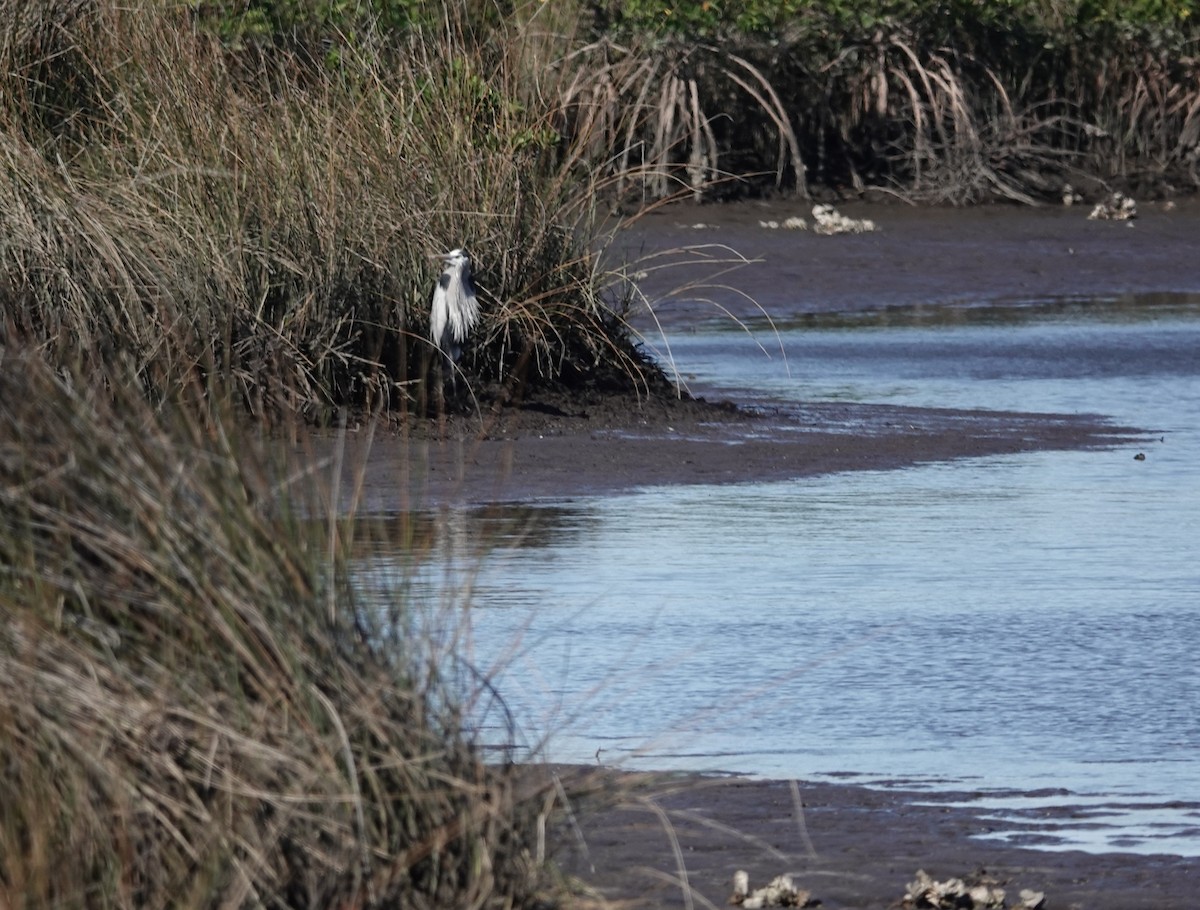 אנפה אמריקנית - ML646759979