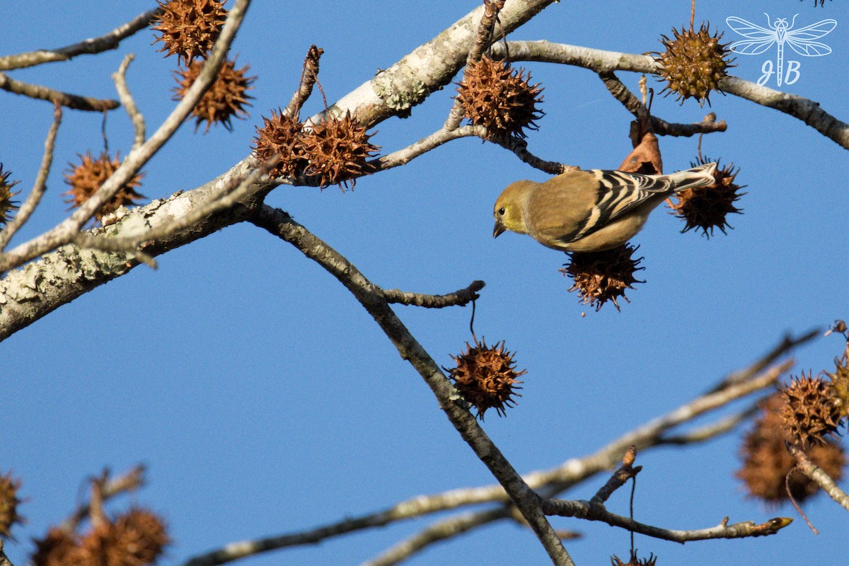 Goldzeisig - ML646759981