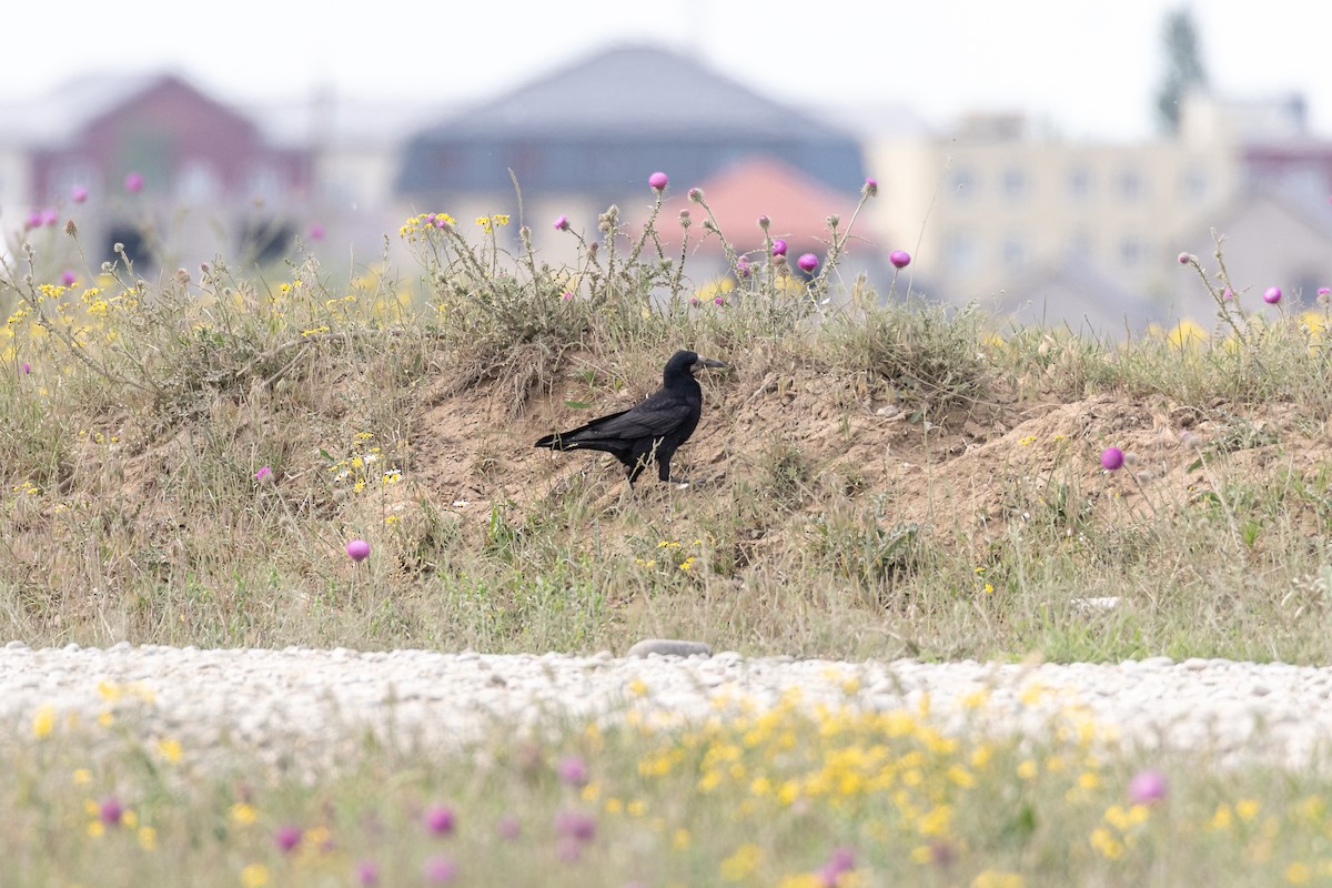 Saatkrähe - ML646759982