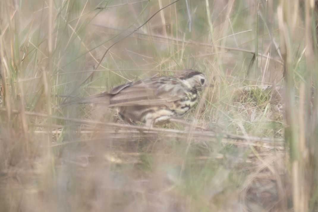 Grundhuscher - ML646759983