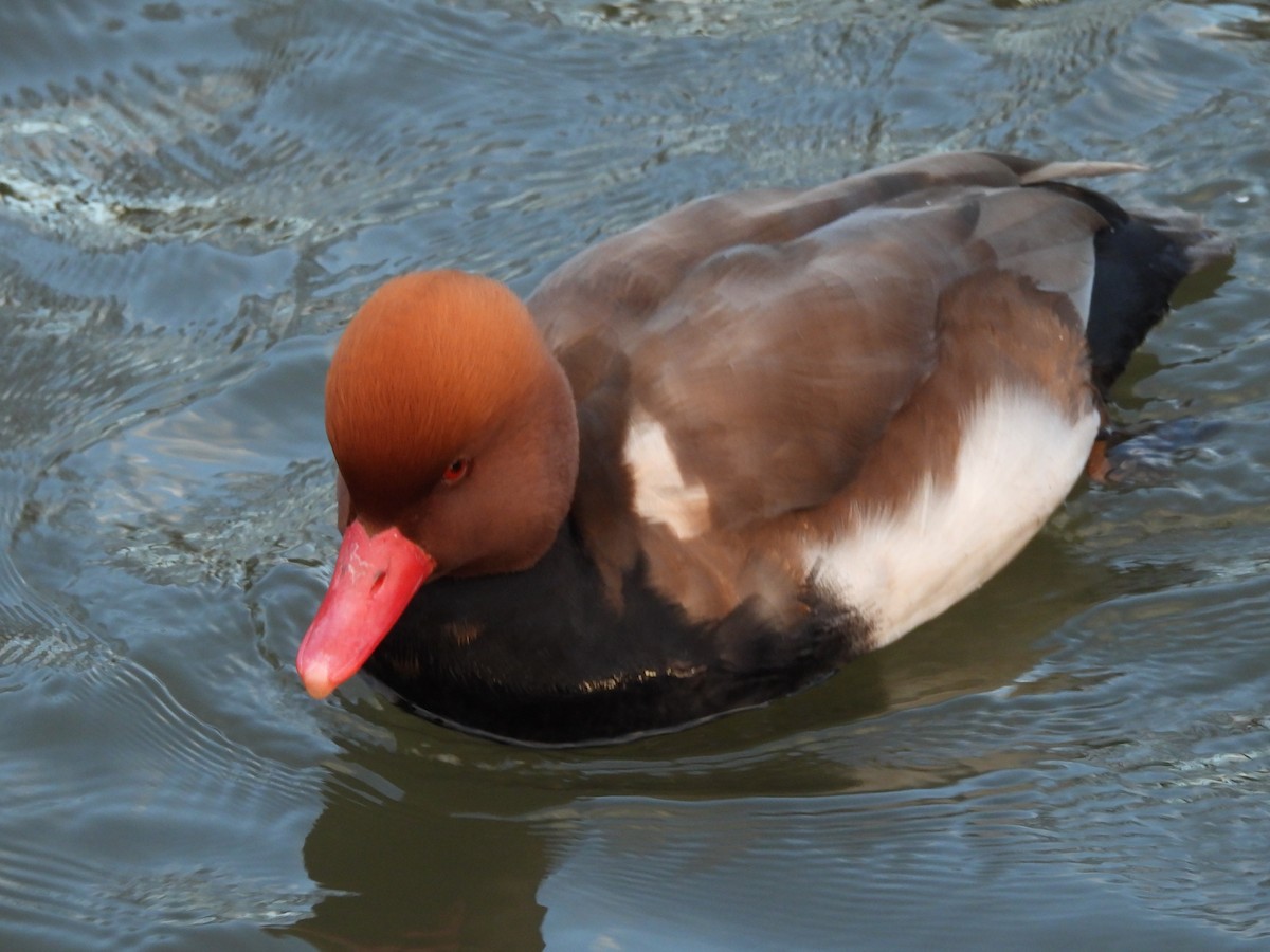 Kolbenente - ML646759984