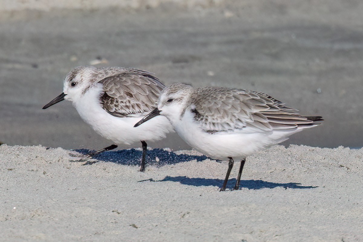 Sanderling - ML646759986