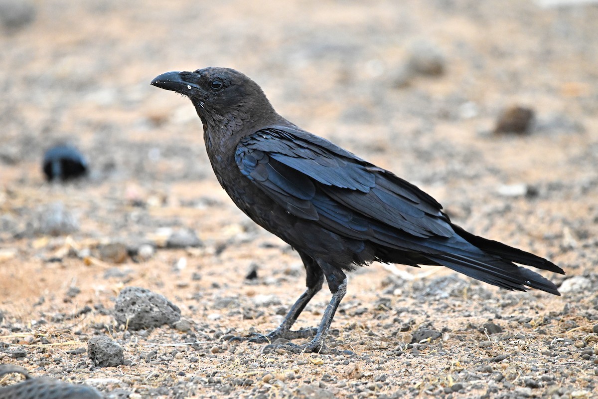 Somali Crow - ML646759987