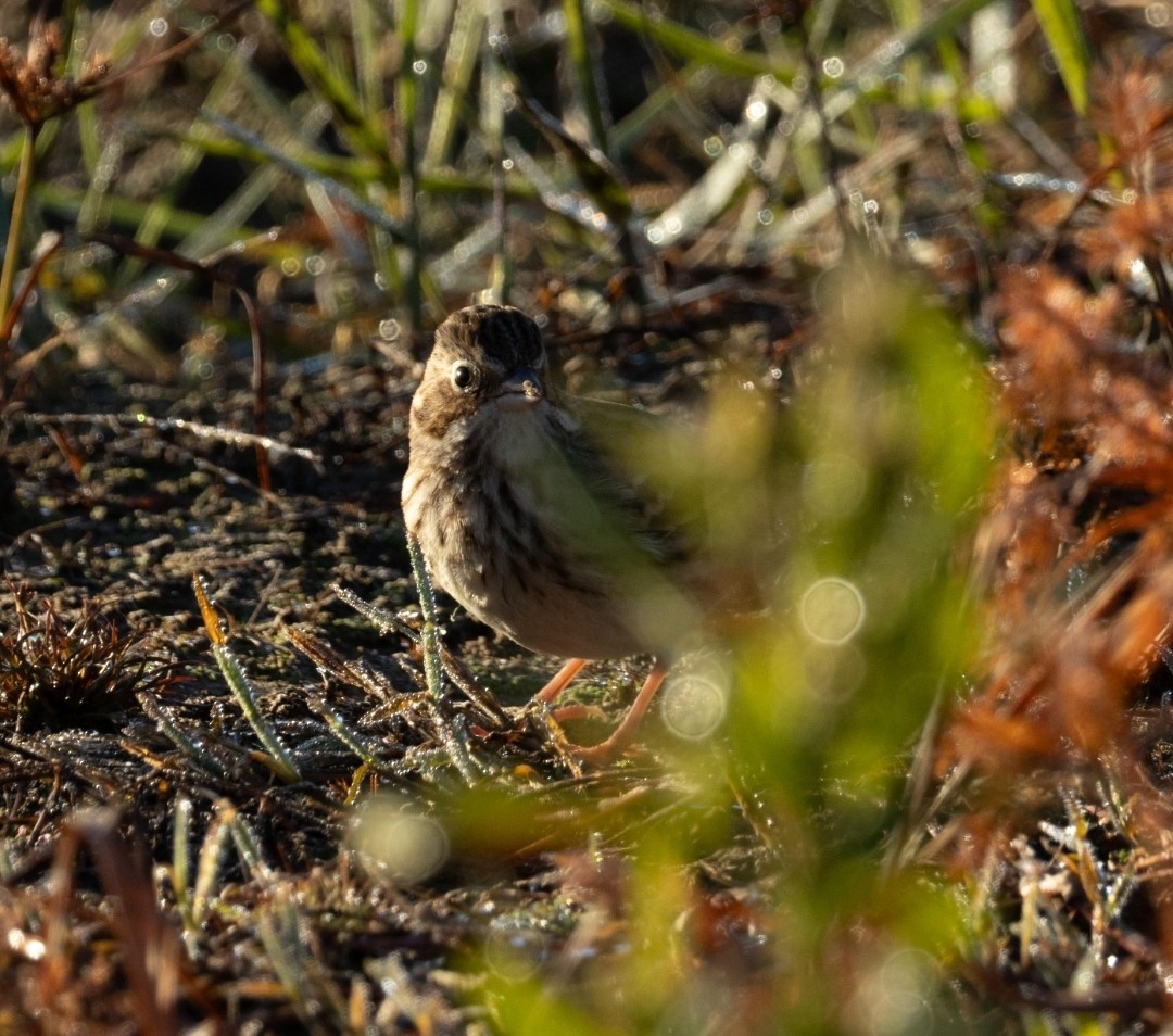 Abendammer - ML646759988