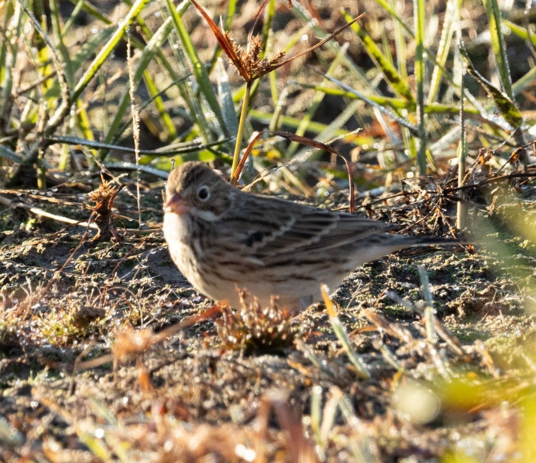 Abendammer - ML646759989