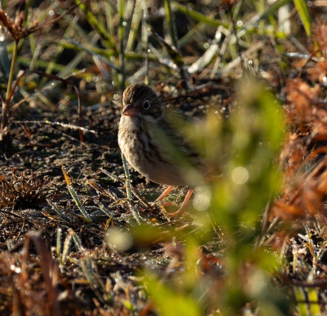 Abendammer - ML646759990