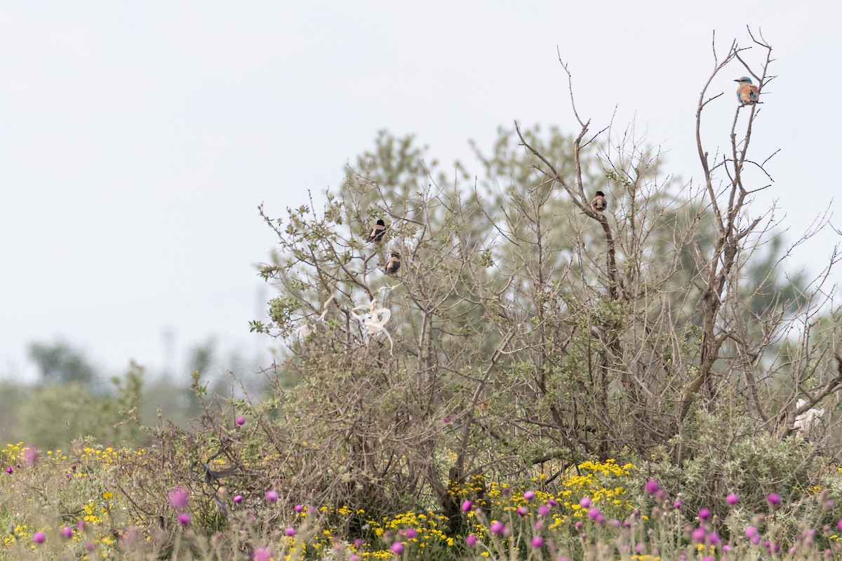 Rosenstar - ML646759991