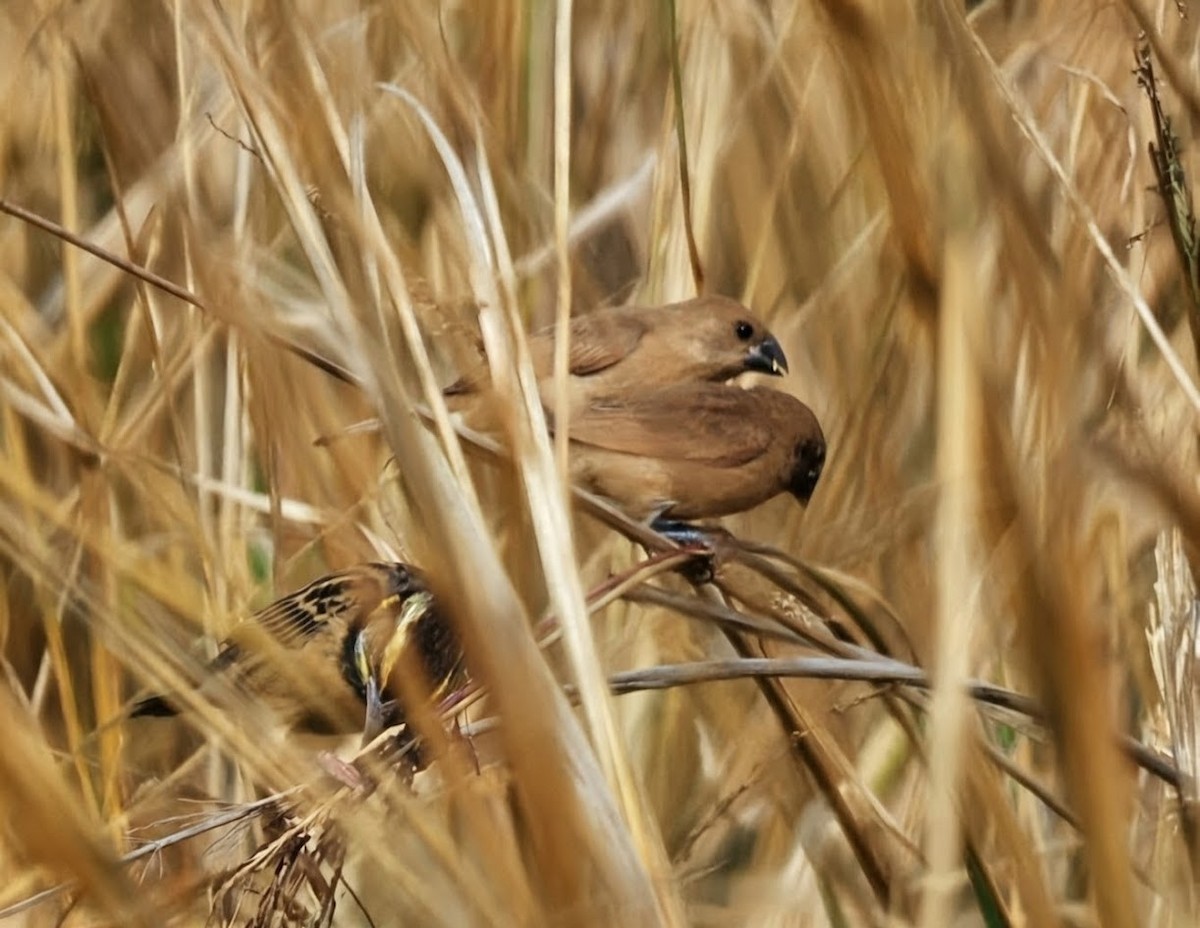 Muskatbronzemännchen - ML646759992