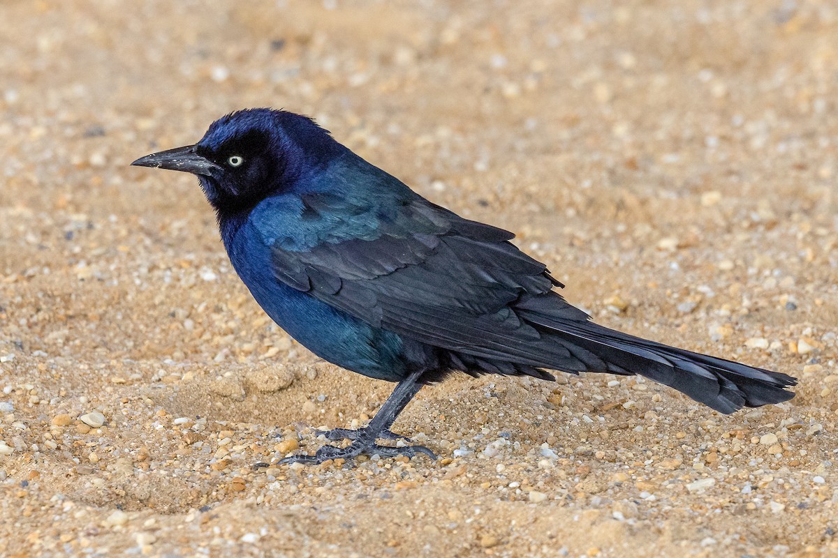 Bootschwanzgrackel - ML646759993