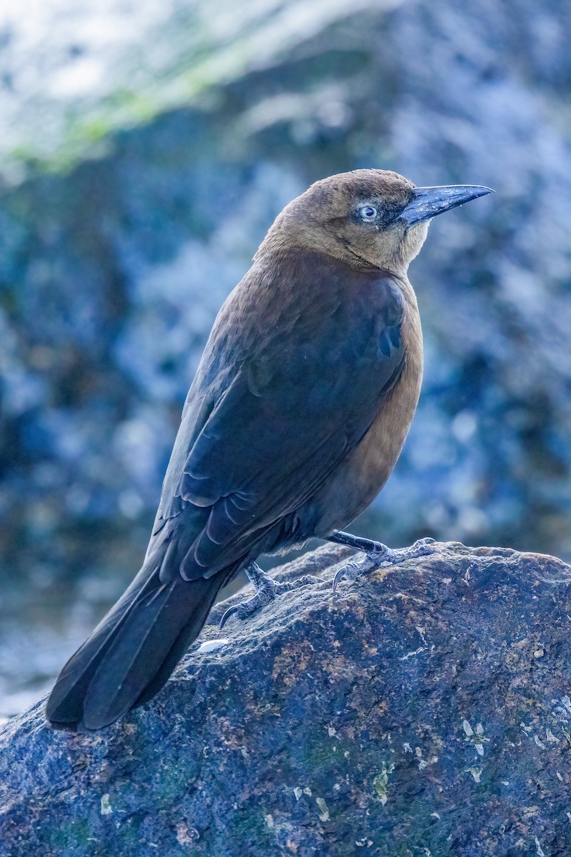 Bootschwanzgrackel - ML646759994