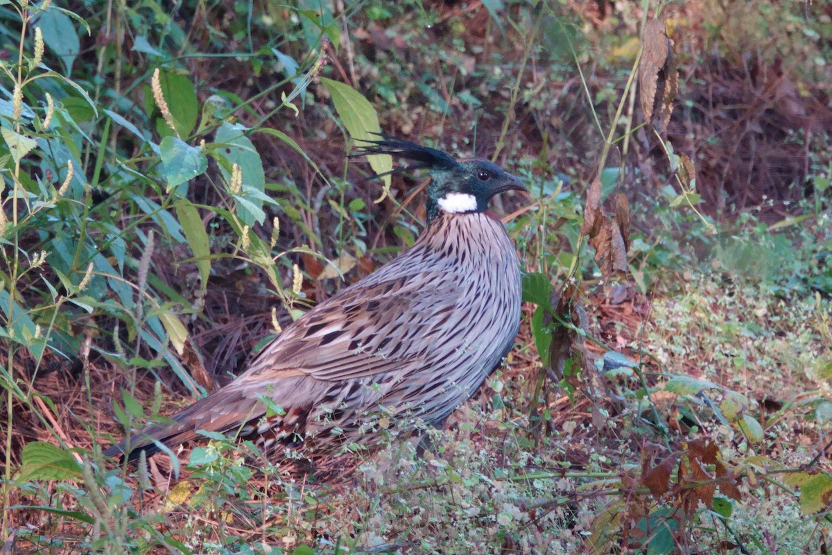 Koklasfasan - ML646759995