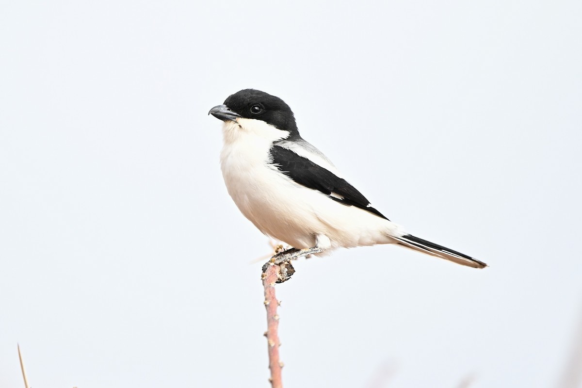 Somaliwürger - ML646759996