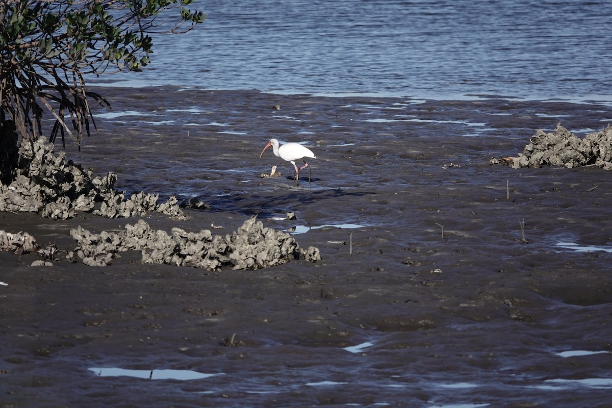 Schneesichler - ML646759997