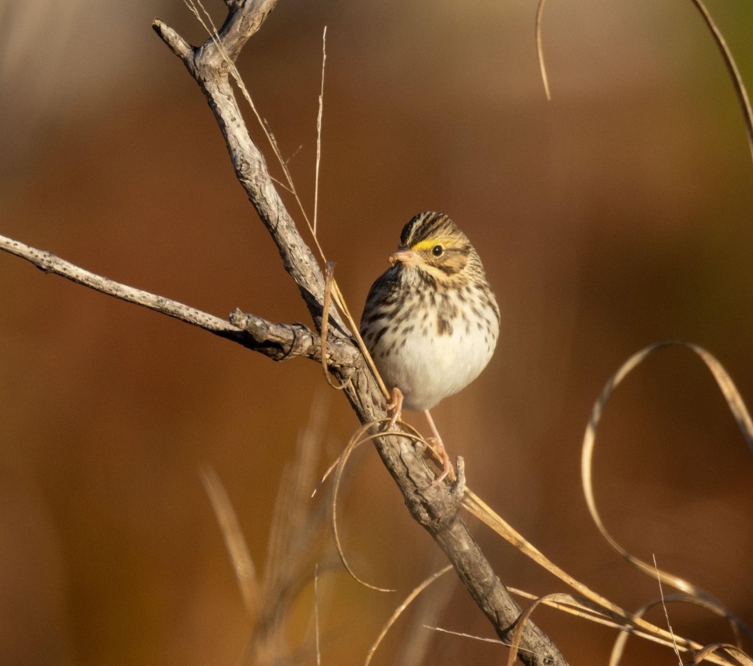 Grasammer - ML646759998