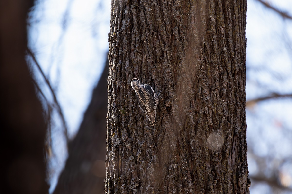 Gelbbauch-Saftlecker - ML646759999