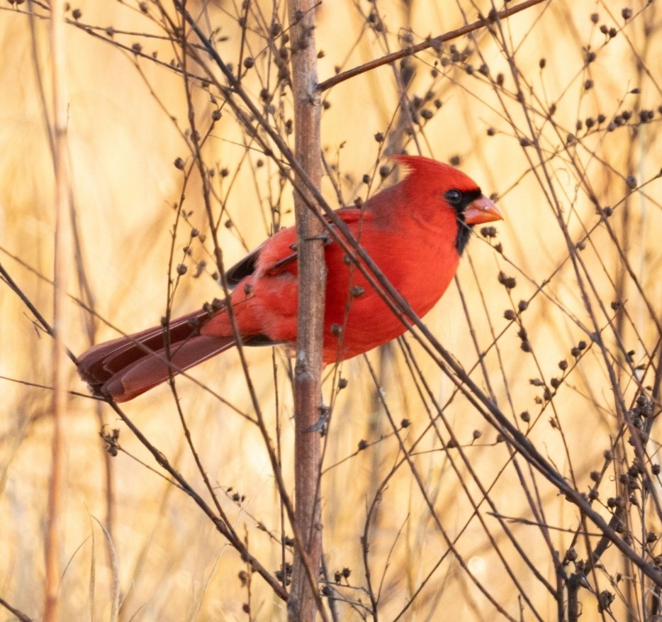 Rotkardinal - ML646760002