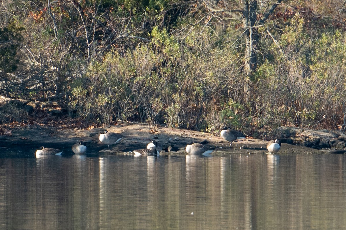 Kanadagans - ML646760003