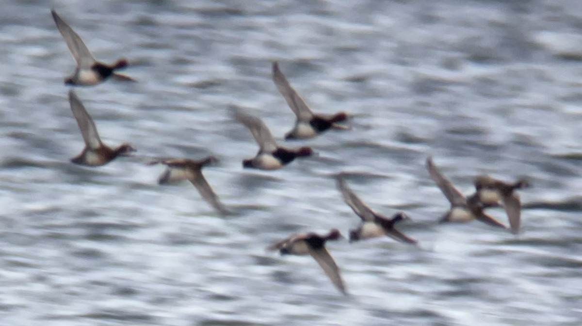 Rotkopfente - ML646760007