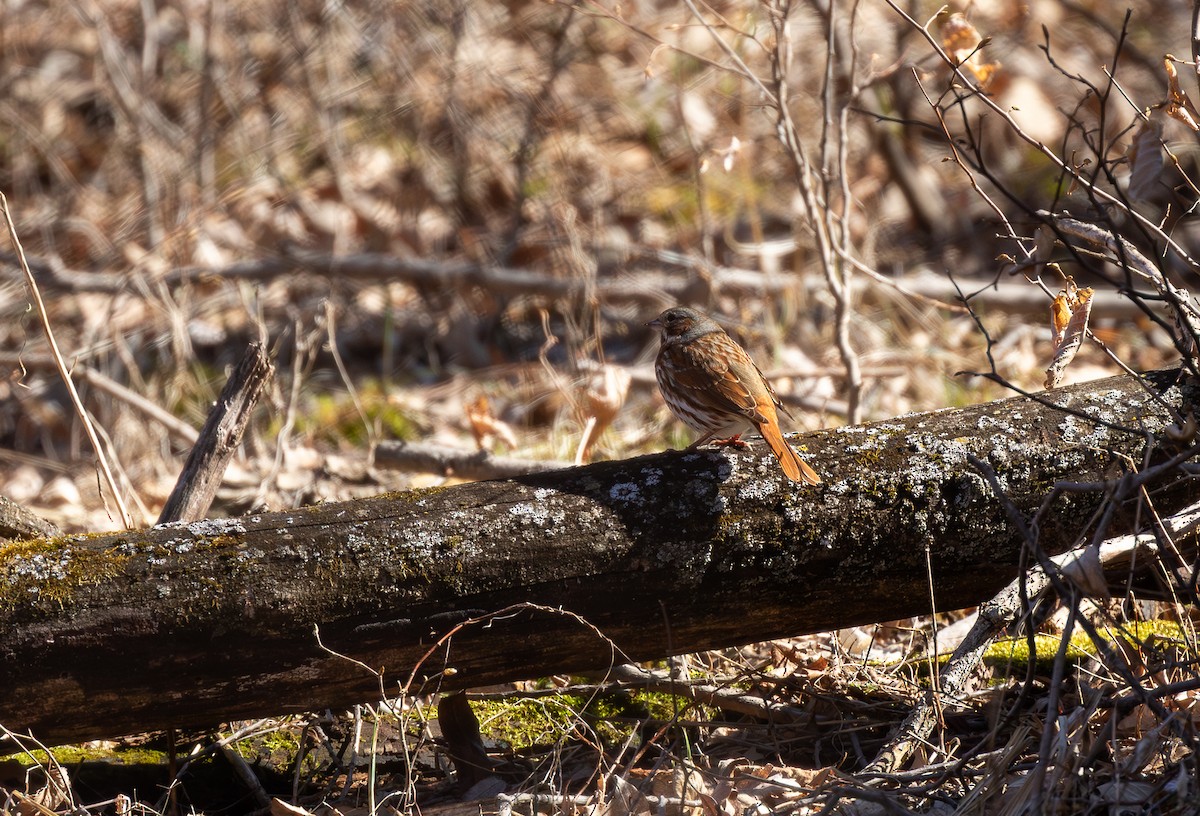 Fuchsammer - ML646760009