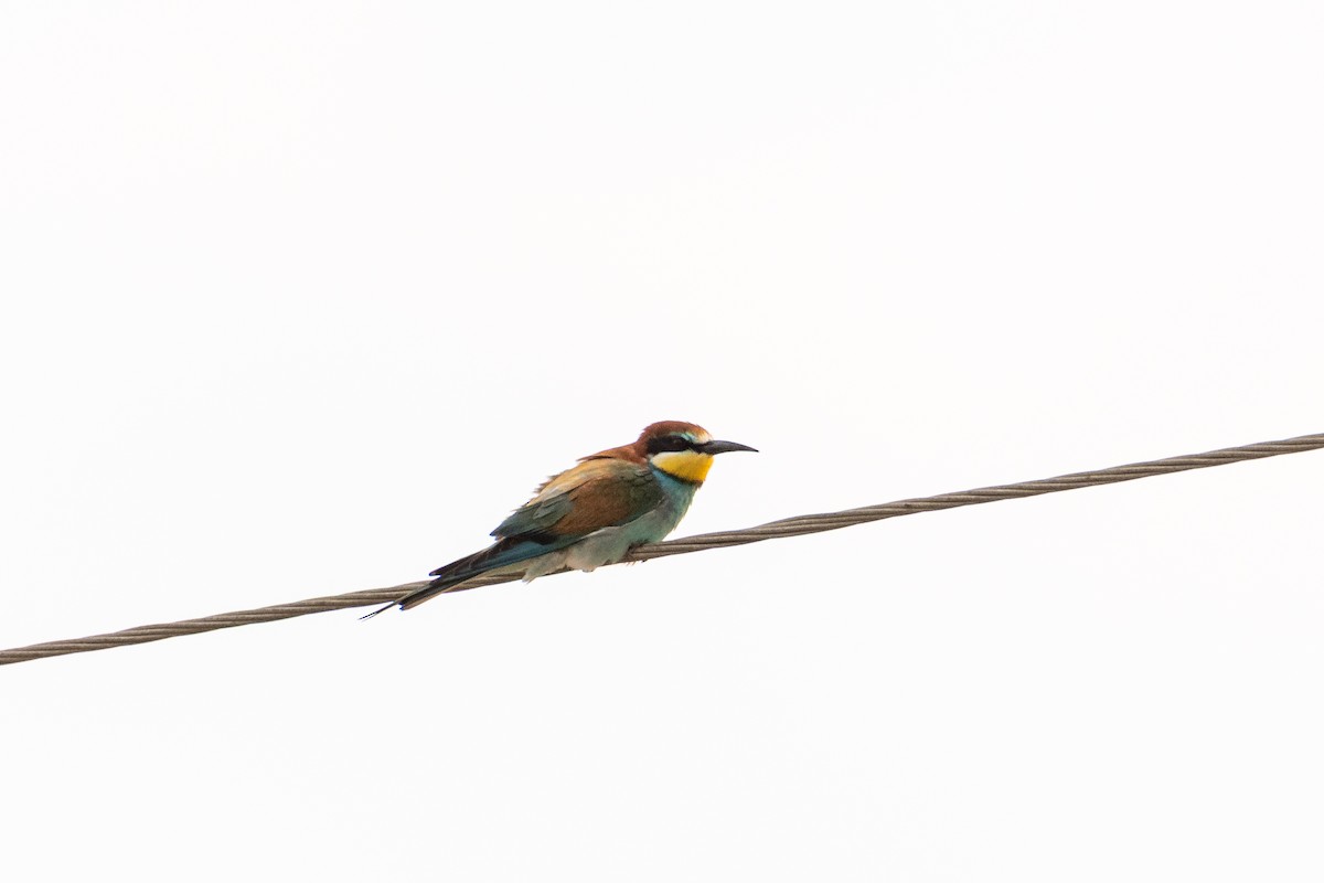 Bienenfresser - ML646760011