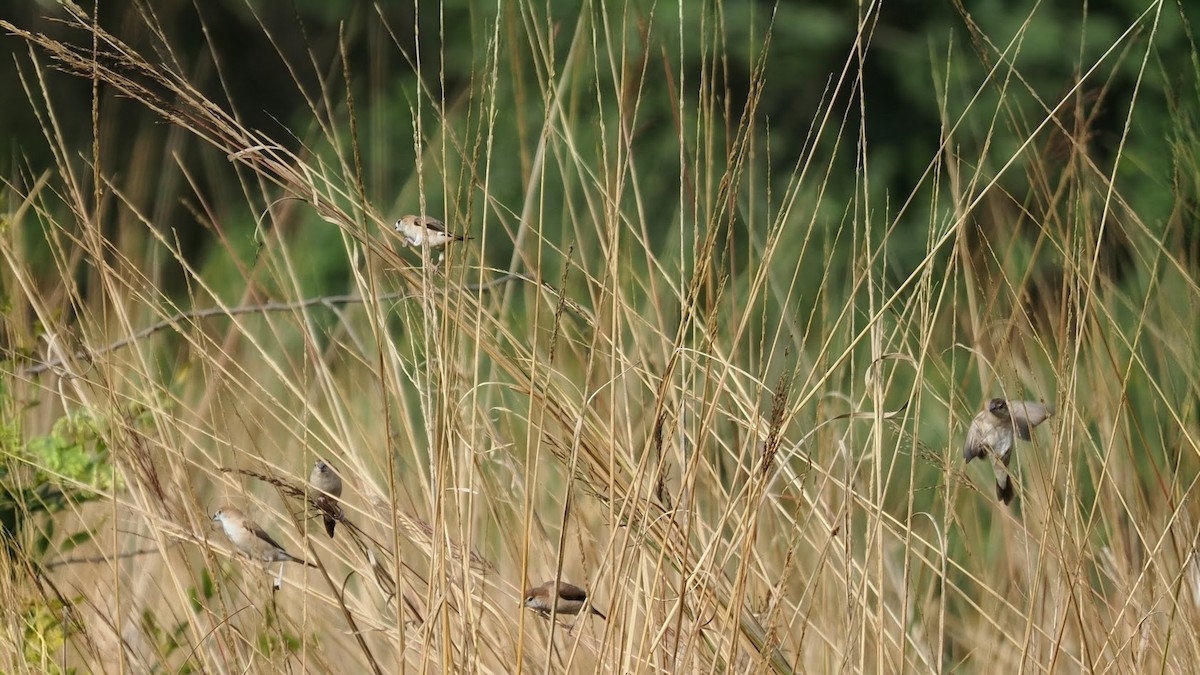 Indiensilberschnabel - ML646760012