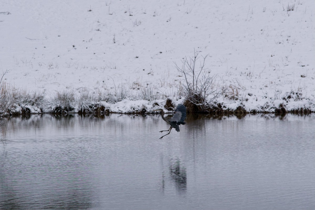 Kanadareiher - ML646760013