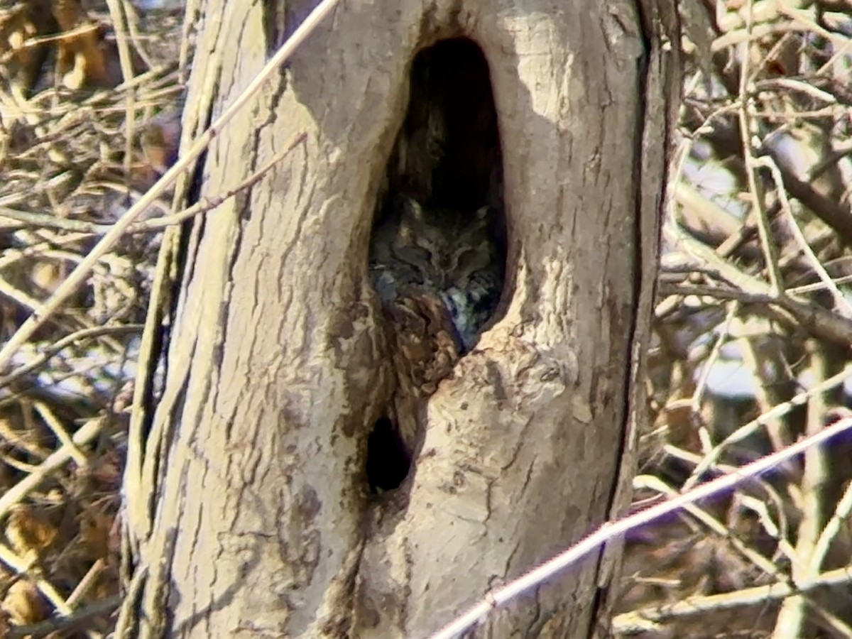 Eastern Screech-Owl - ML646760014