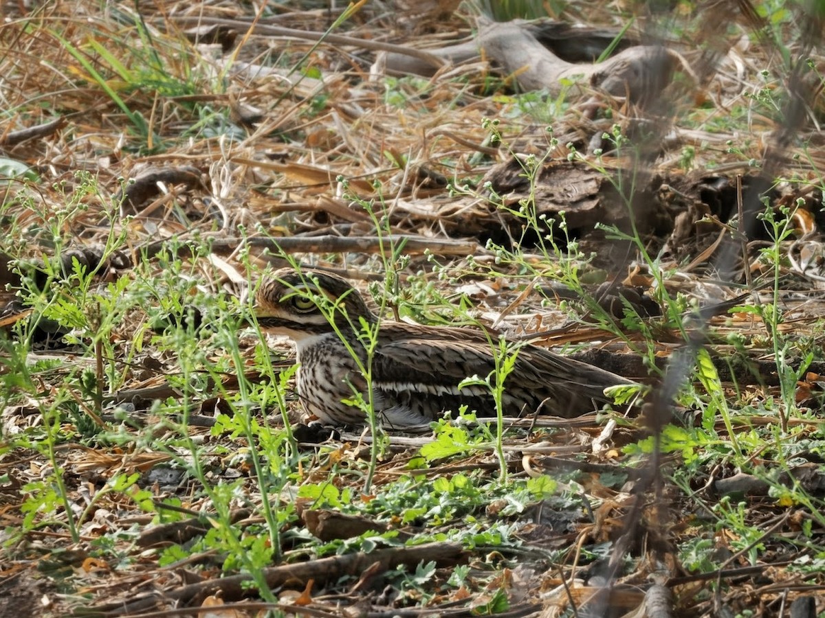 Indian Thick-knee - ML646760016