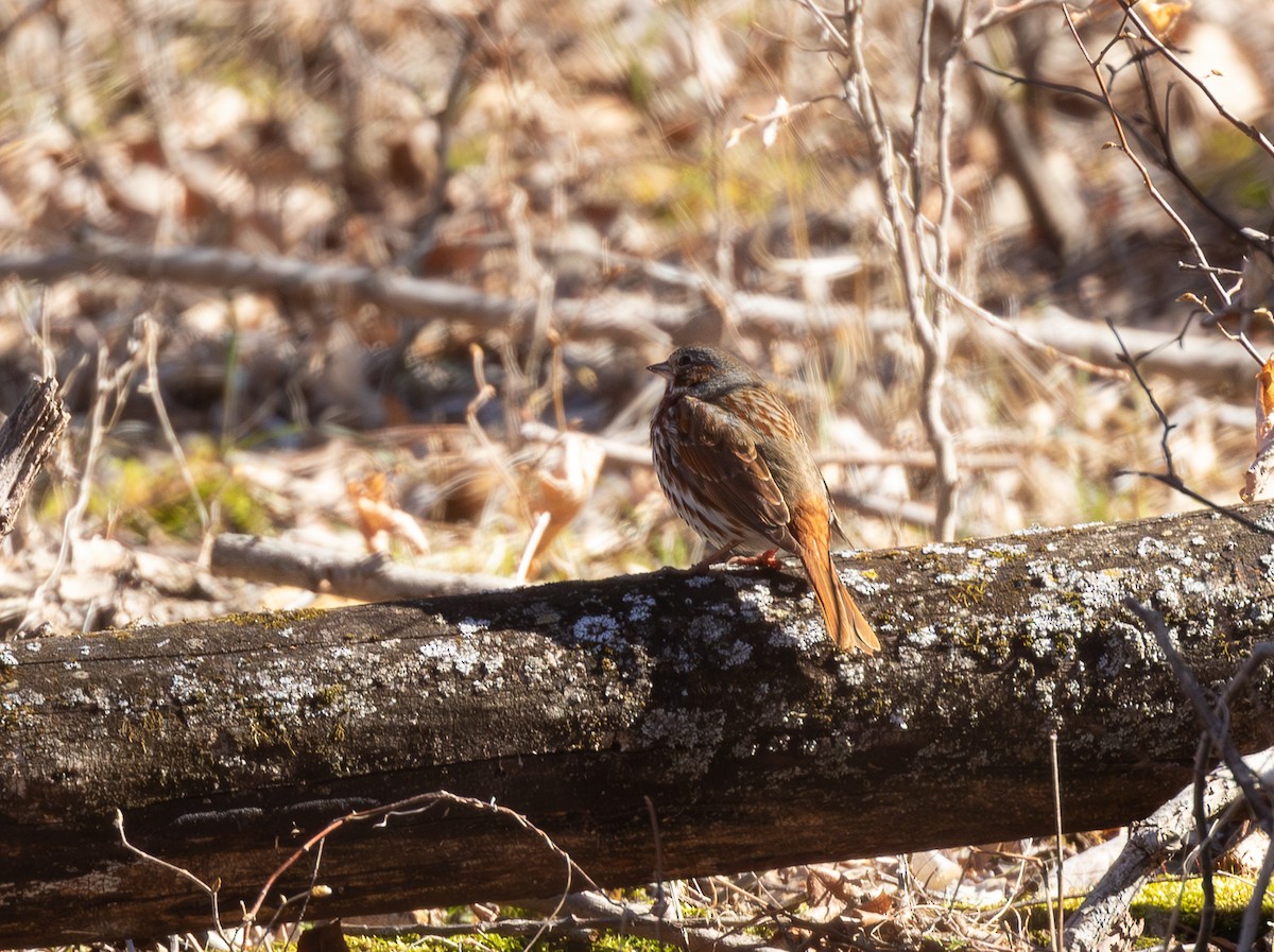 Fox Sparrow - ML646760017