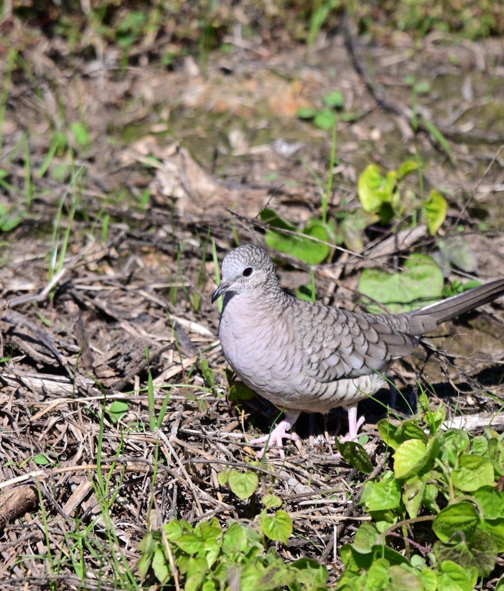 Inca Dove - ML646760018
