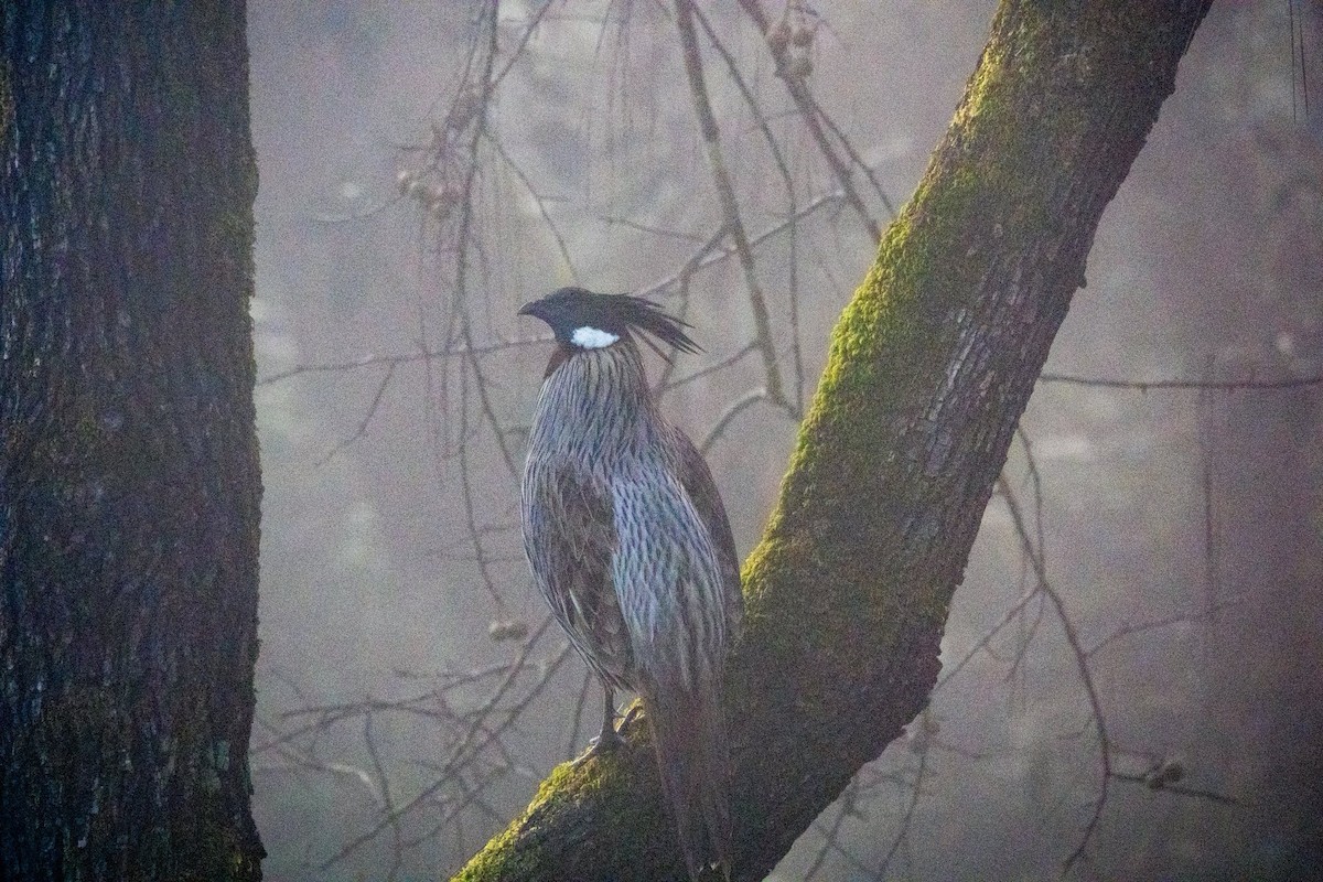 bažant chocholatý - ML646760019