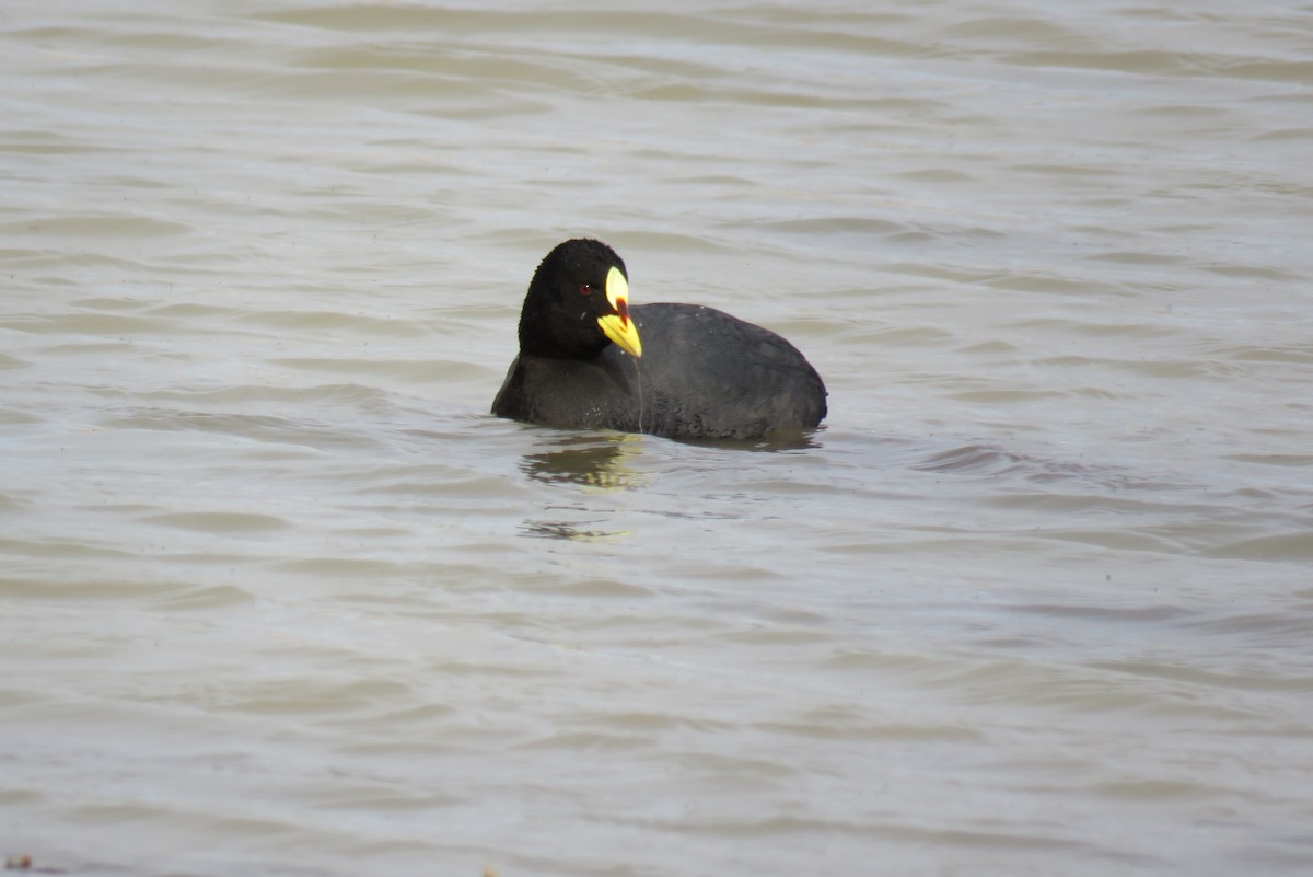 Red-gartered Coot - ML646760020