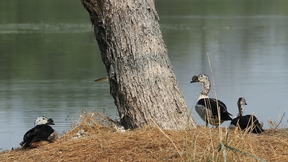 Knob-billed Duck - ML646760021
